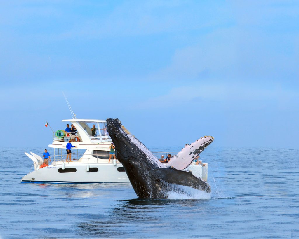 Luxury Whale Watching in Los Cabos