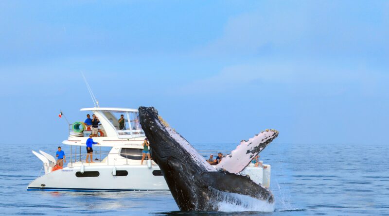 Luxury Whale Watching in Los Cabos