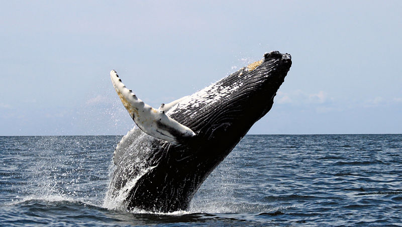 Best Whale Watching Los Cabos Boat Tour with Breakfast