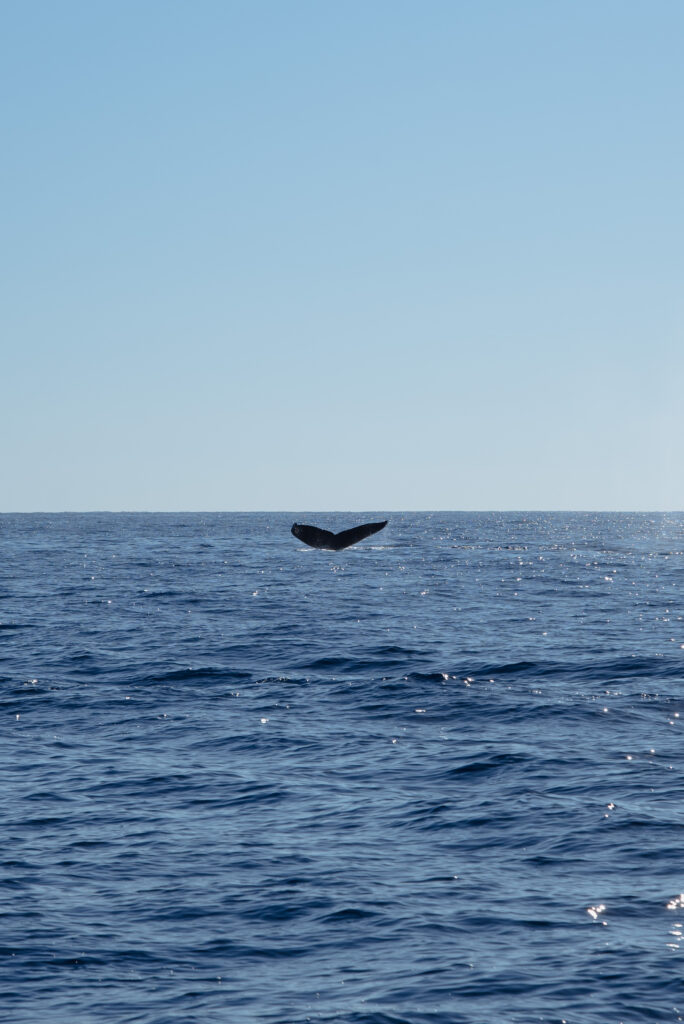 Whale Watching in Los Cabos