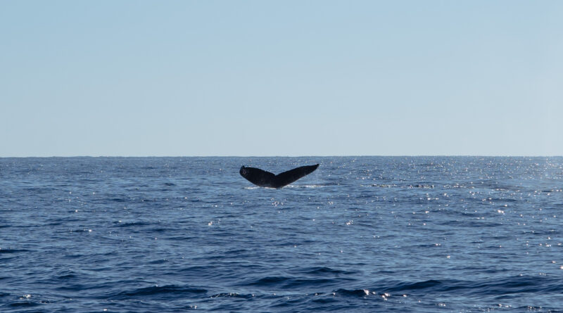 Whale Watching in Los Cabos