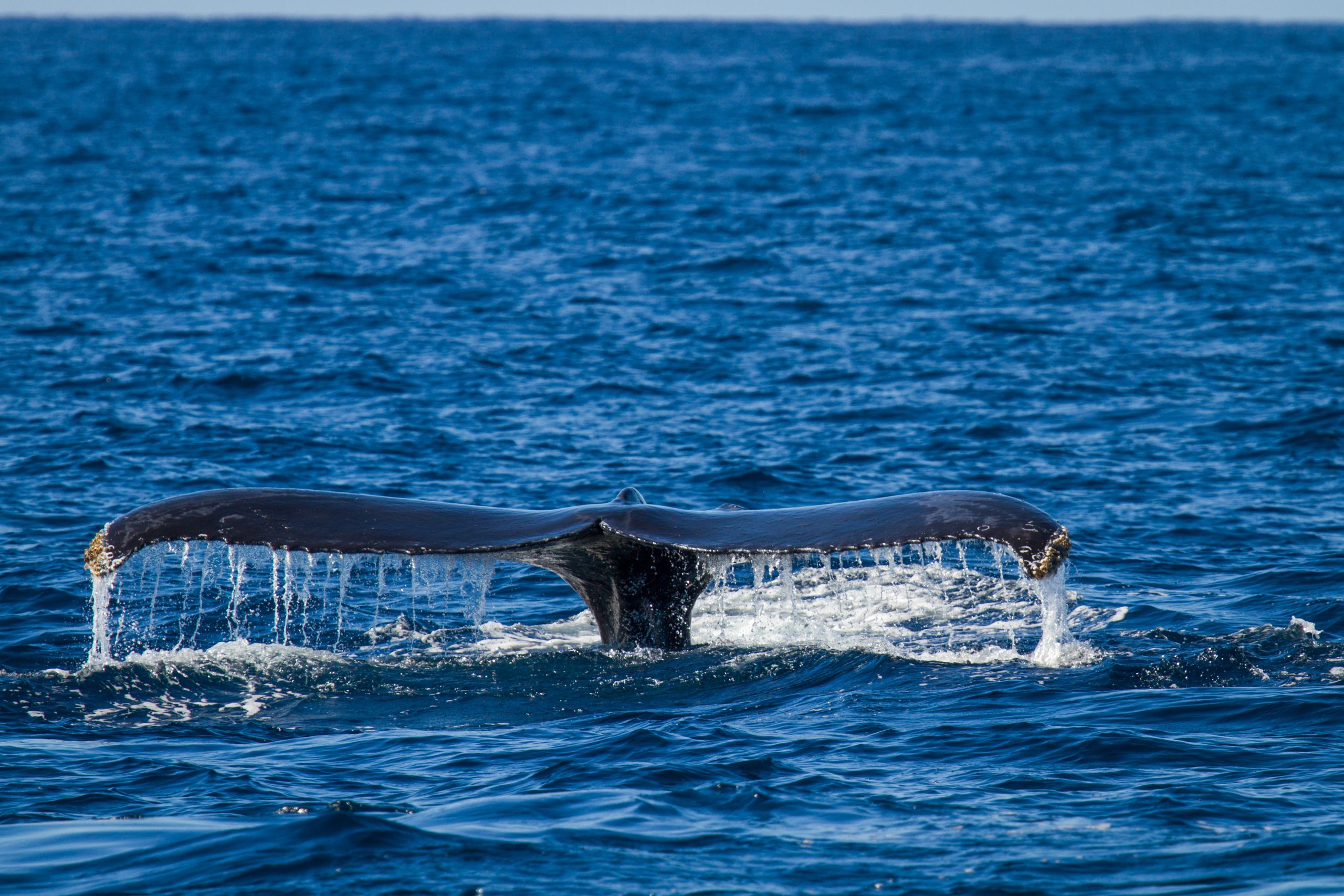 Cabo Pirates Best Whale Watching Los Cabos Boat Tour with Breakfast PIRATE ADVENTURE