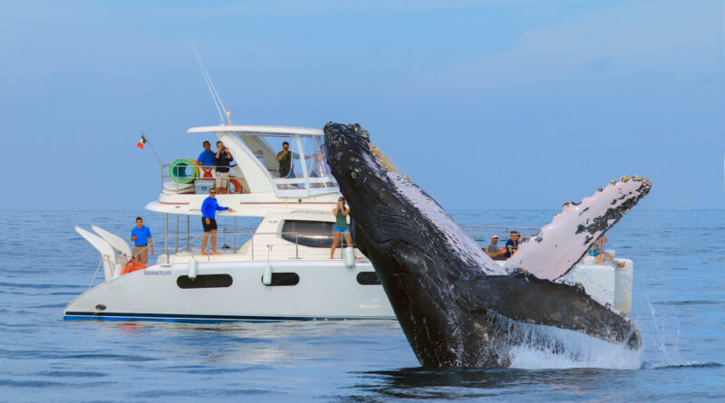 Whale in Los Cabos