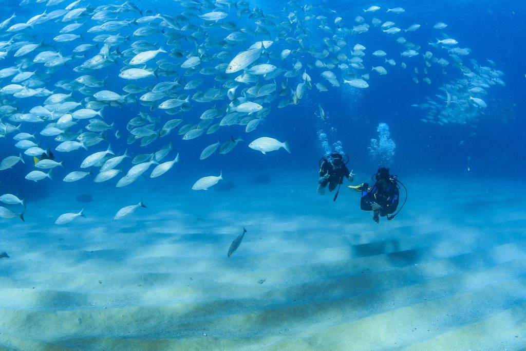 Cabo Pulmo Diving Tour certified divers diving excursion snorkeling full tour