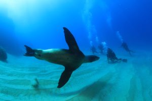 Cabo Pulmo Diving Tour certified divers diving excursion snorkeling full tour