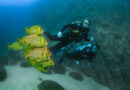 Cabo Pulmo Diving Tour certified divers diving excursion snorkeling full tour