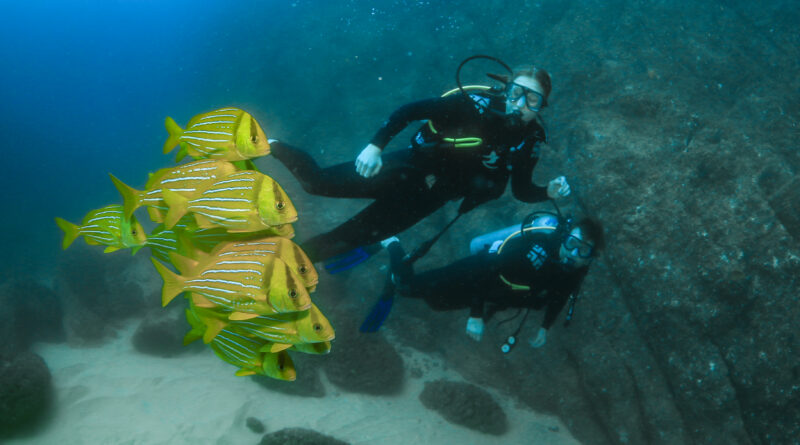 Cabo Pulmo Diving Tour certified divers diving excursion snorkeling full tour