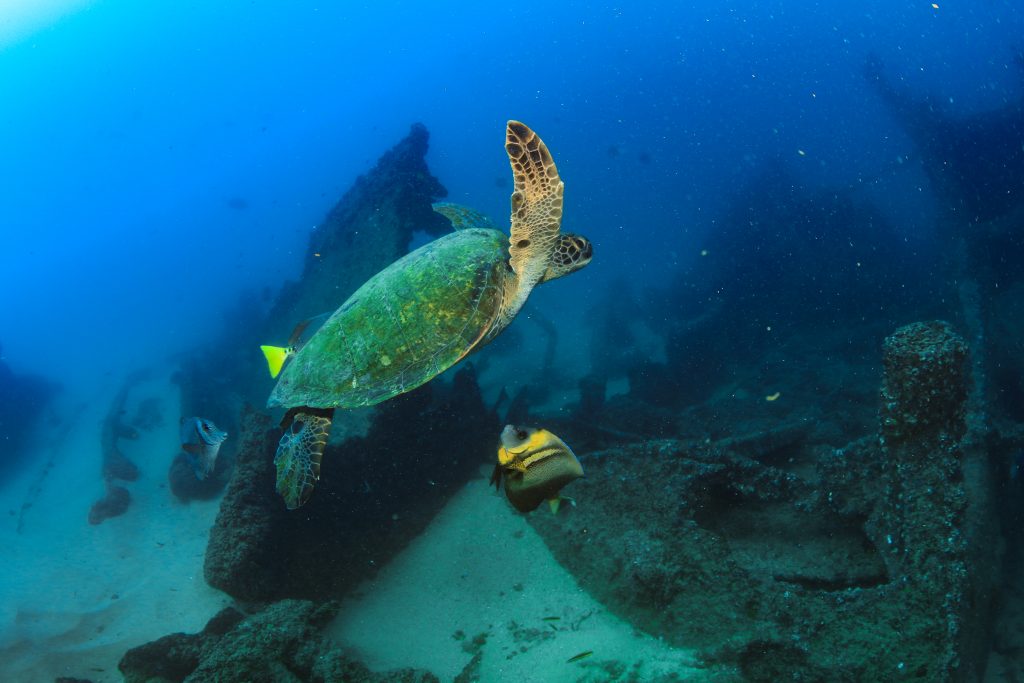 CABO PULMO DIVING TOUR Atraction los cabos