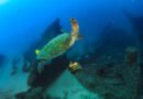 Cabo Pulmo Diving Tour certified divers diving excursion snorkeling full tour