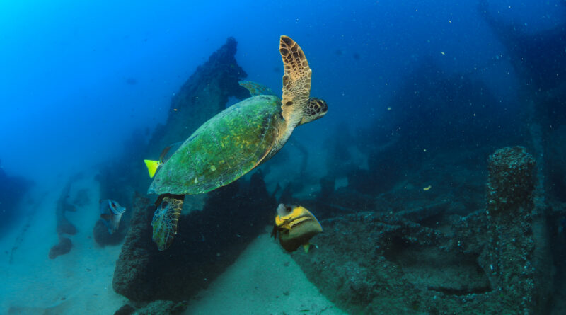 Cabo Pulmo Diving Tour certified divers diving excursion snorkeling full tour
